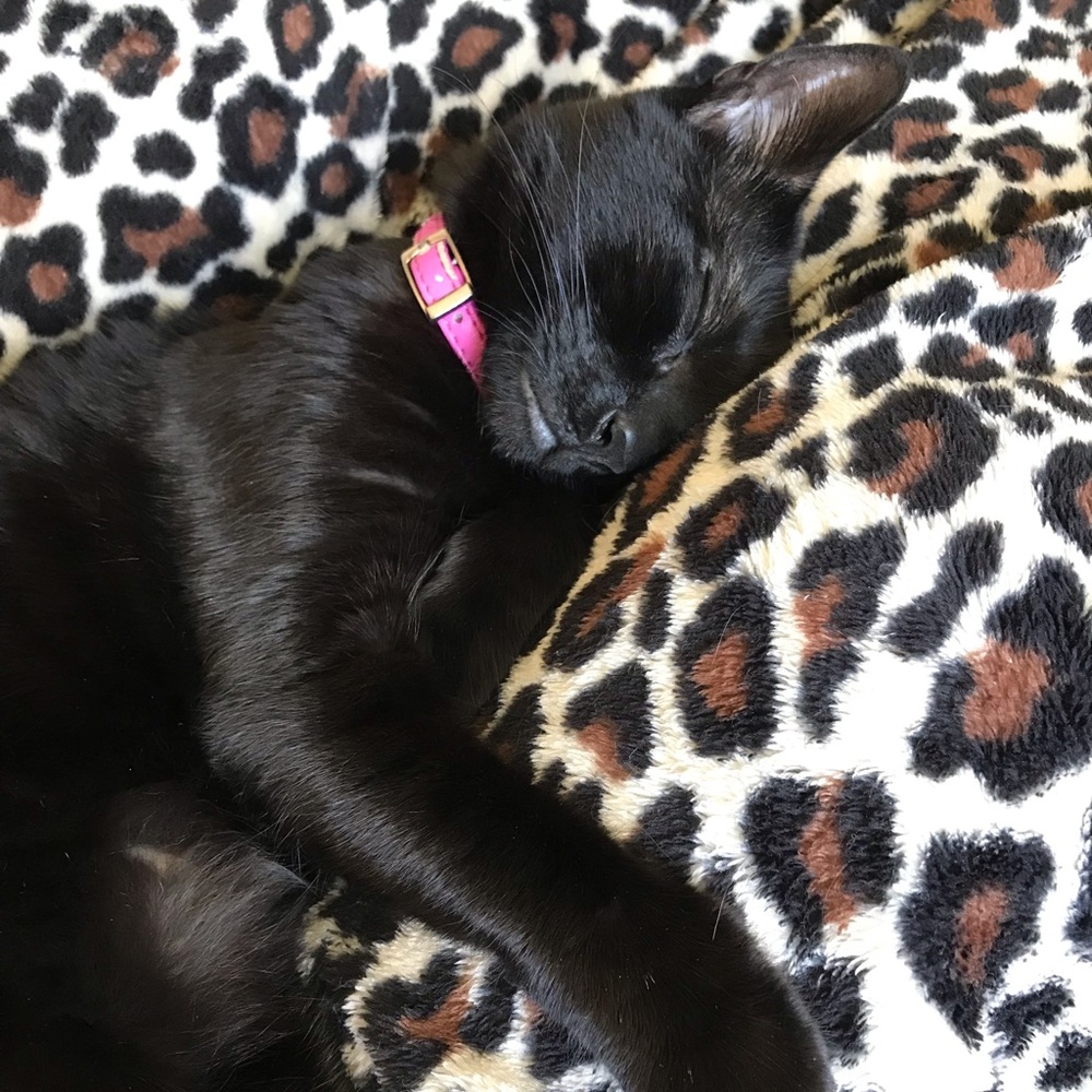 Meet your Posher, Cat
